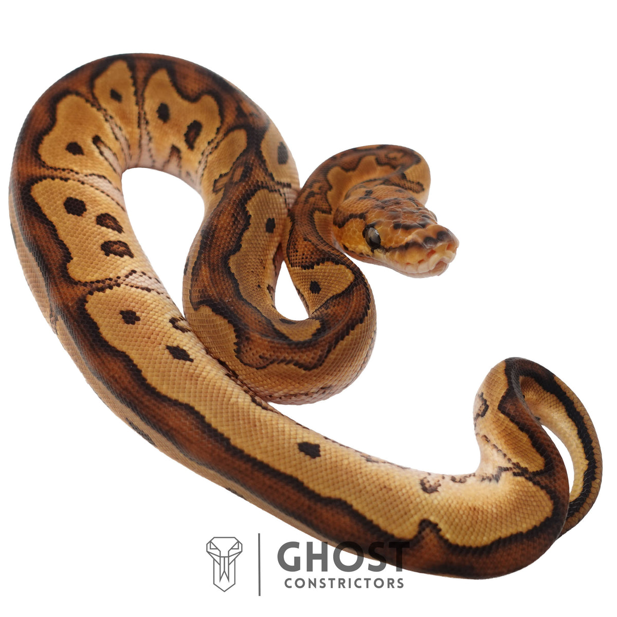 Clown, Red Stripe, 66% Het Genetic Stripe, 50% Het Desert Ghost Ball Python | Male