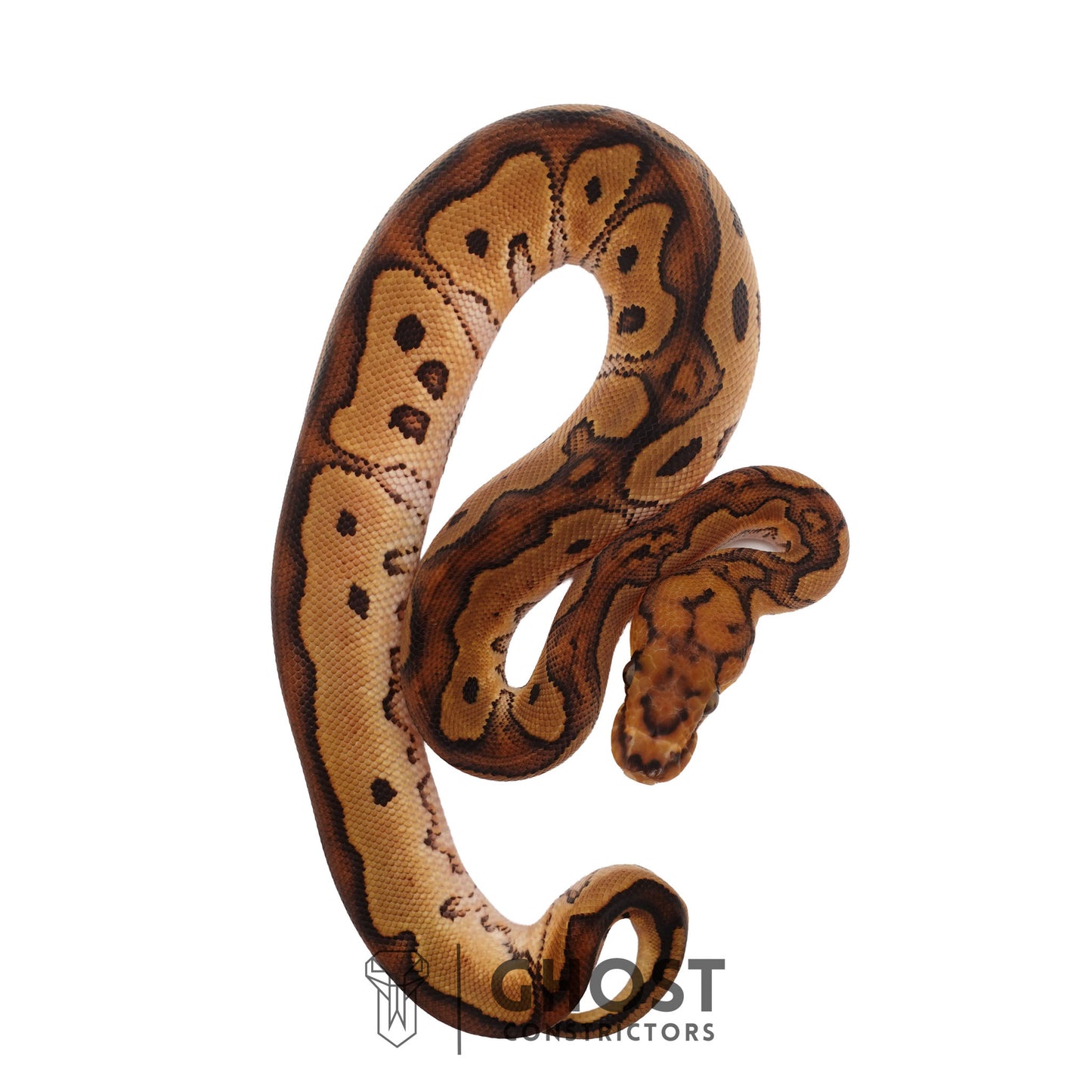 Clown, Red Stripe, 66% Het Genetic Stripe, 50% Het Desert Ghost Ball Python | Male