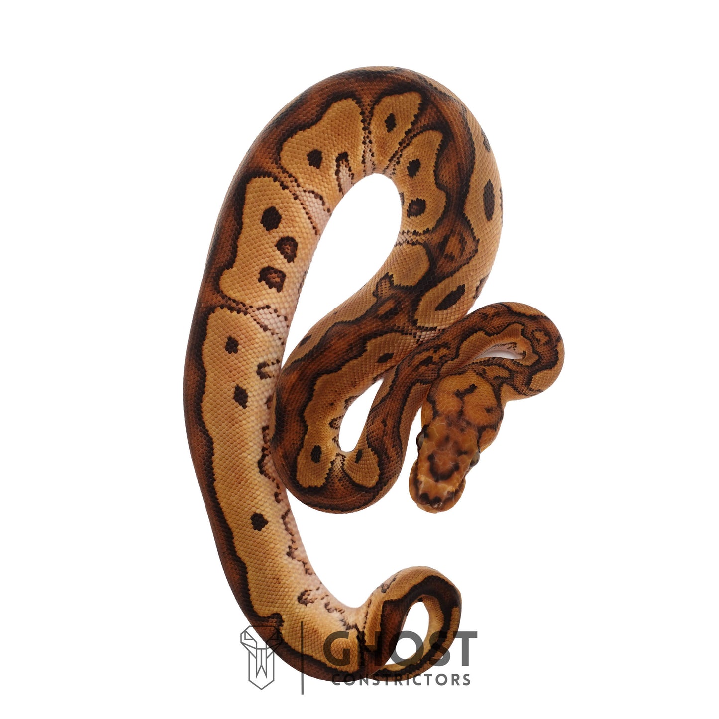 Clown, Red Stripe, 66% Het Genetic Stripe, 50% Het Desert Ghost Ball Python | Male