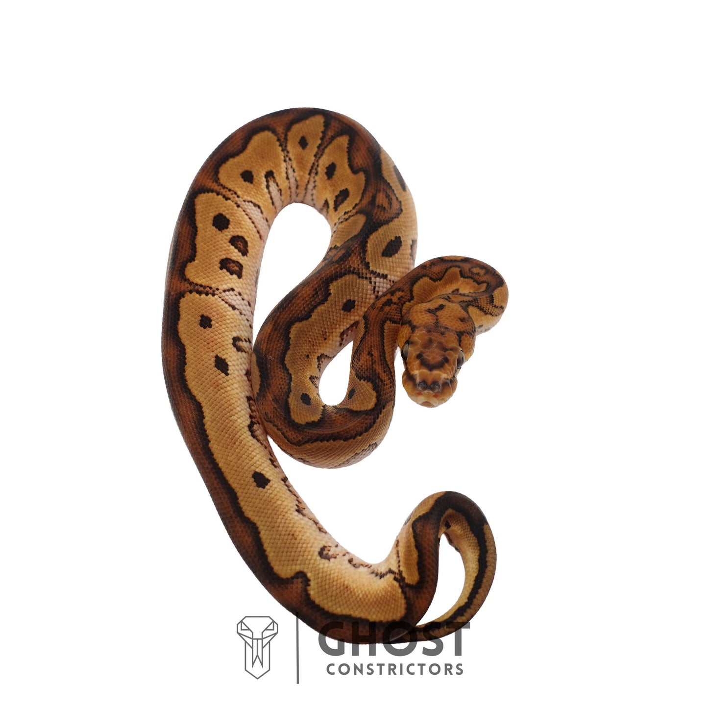 Clown, Red Stripe, 66% Het Genetic Stripe, 50% Het Desert Ghost Ball Python | Male