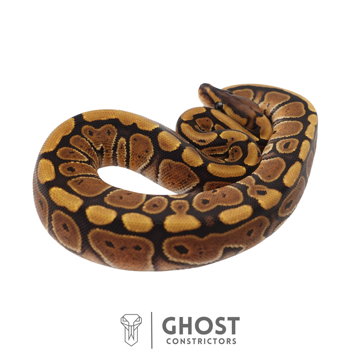 Het Clown, 66% Het Genetic Stripe, 50% Het Desert Ghost Ball Python | Female