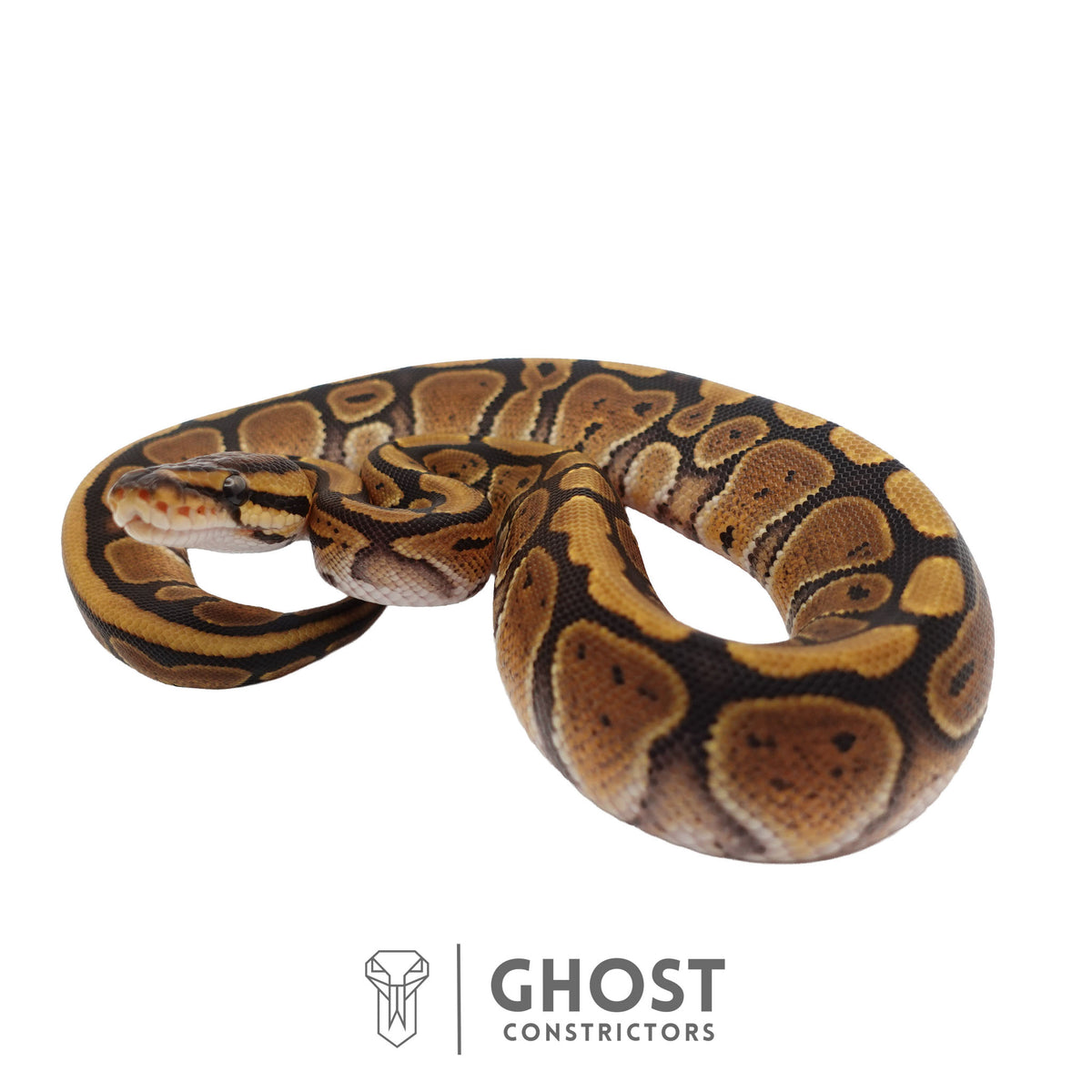 Het Clown, 66% Het Genetic Stripe, 50% Het Desert Ghost Ball Python | Female