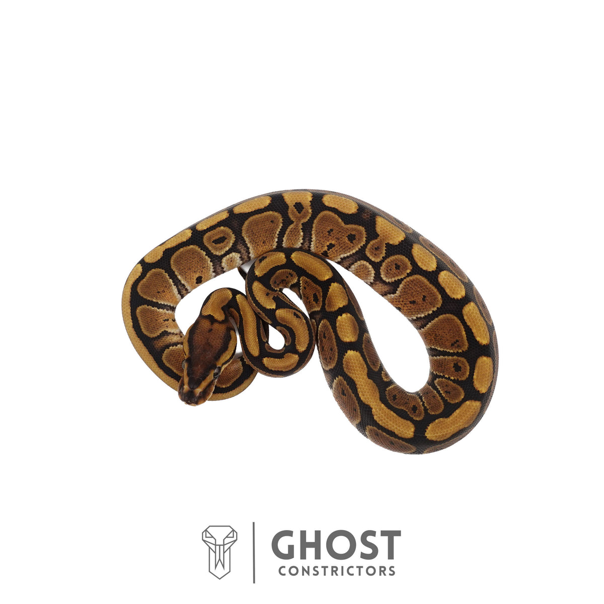 Het Clown, 66% Het Genetic Stripe, 50% Het Desert Ghost Ball Python | Female