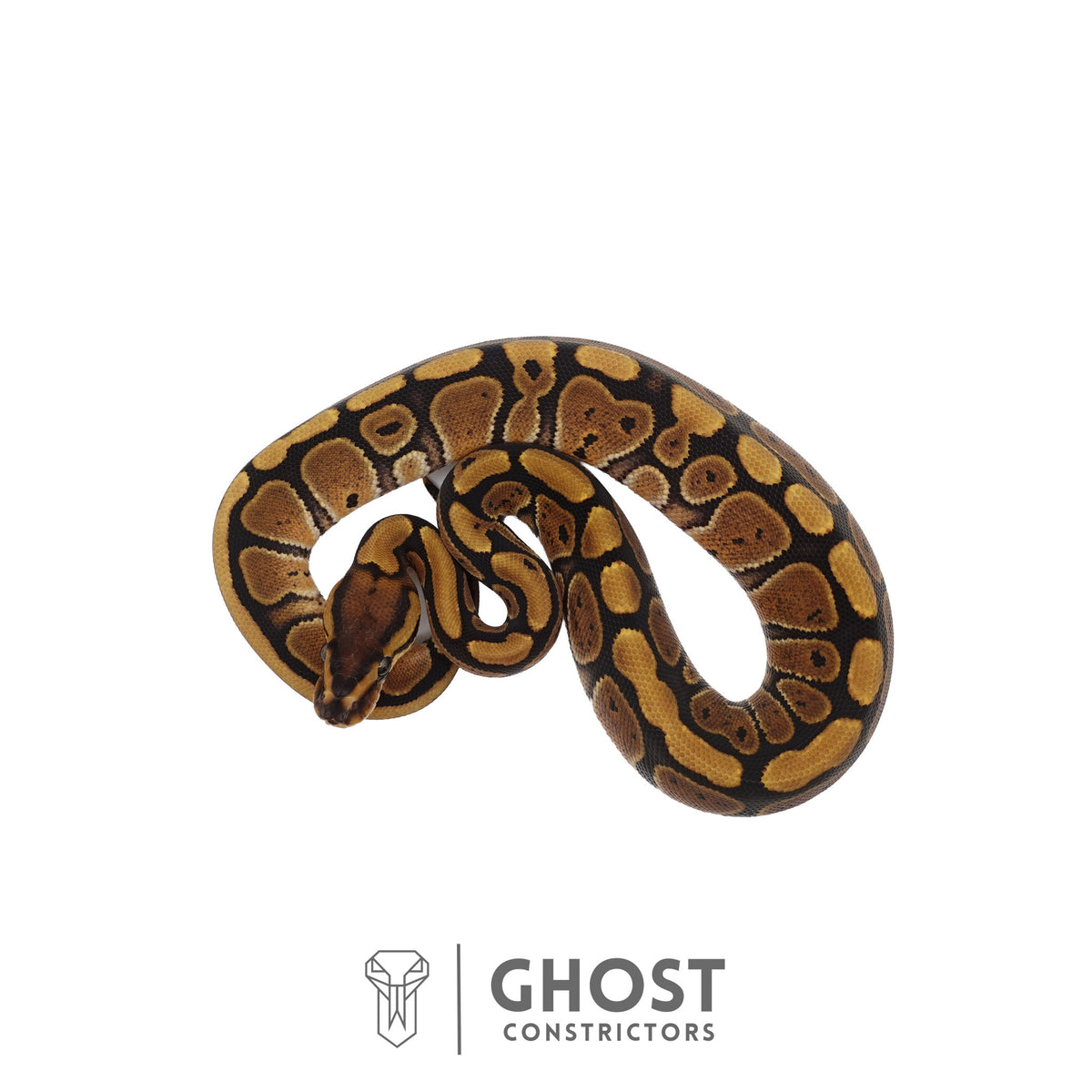 Het Clown, 66% Het Genetic Stripe, 50% Het Desert Ghost Ball Python | Female