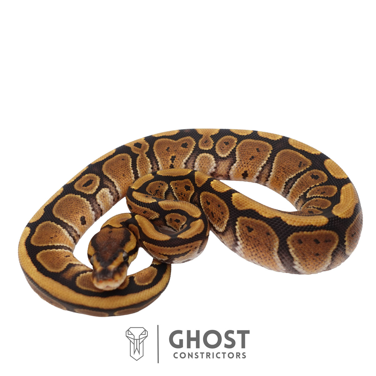 Het Clown, 66% Het Genetic Stripe, 50% Het Desert Ghost Ball Python | Female