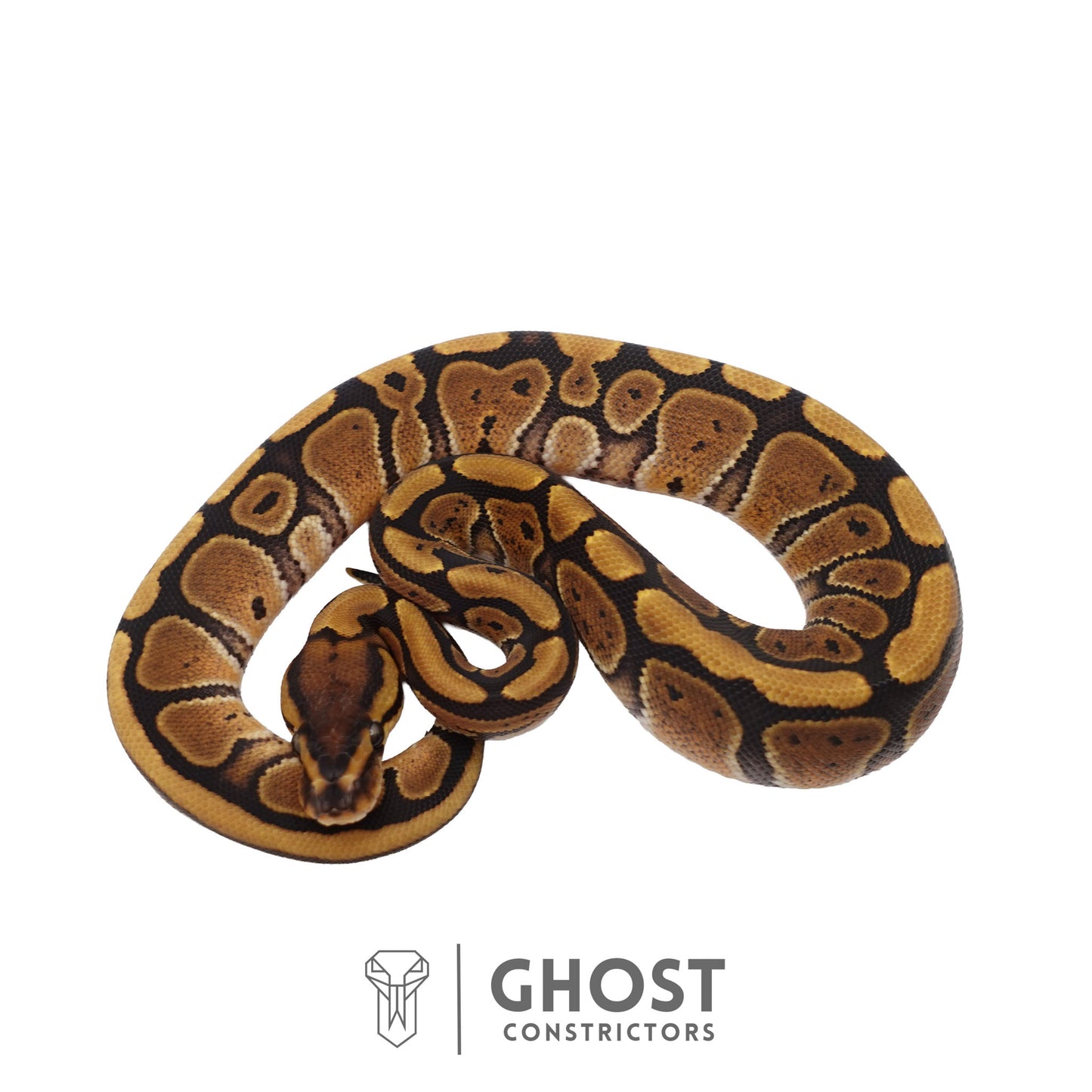 Het Clown, 66% Het Genetic Stripe, 50% Het Desert Ghost Ball Python | Female