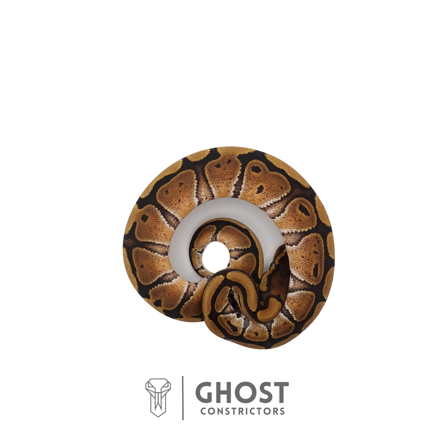 Het Clown, Red Stripe, 66% Het Genetic Stripe, 50% Het Desert Ghost Ball Python | Male