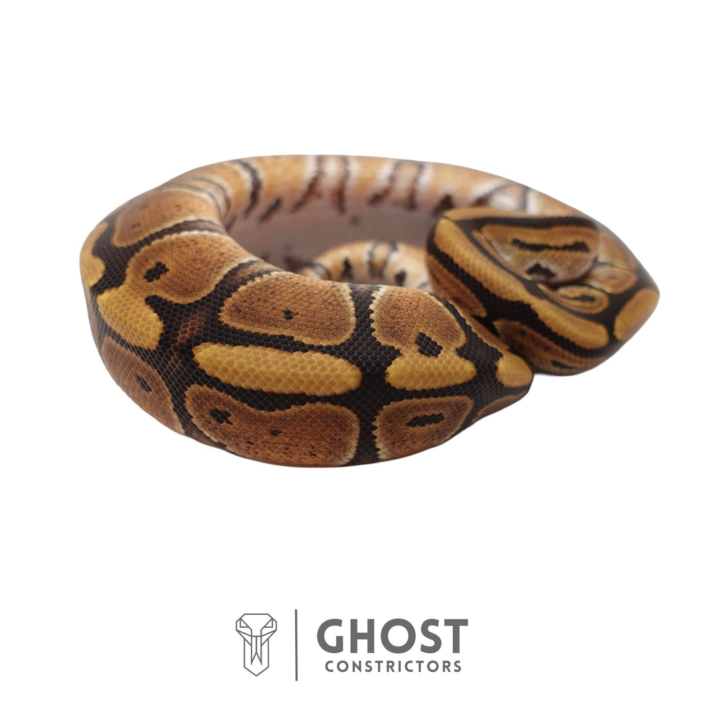 Het Clown, Red Stripe, 66% Het Genetic Stripe, 50% Het Desert Ghost Ball Python | Male