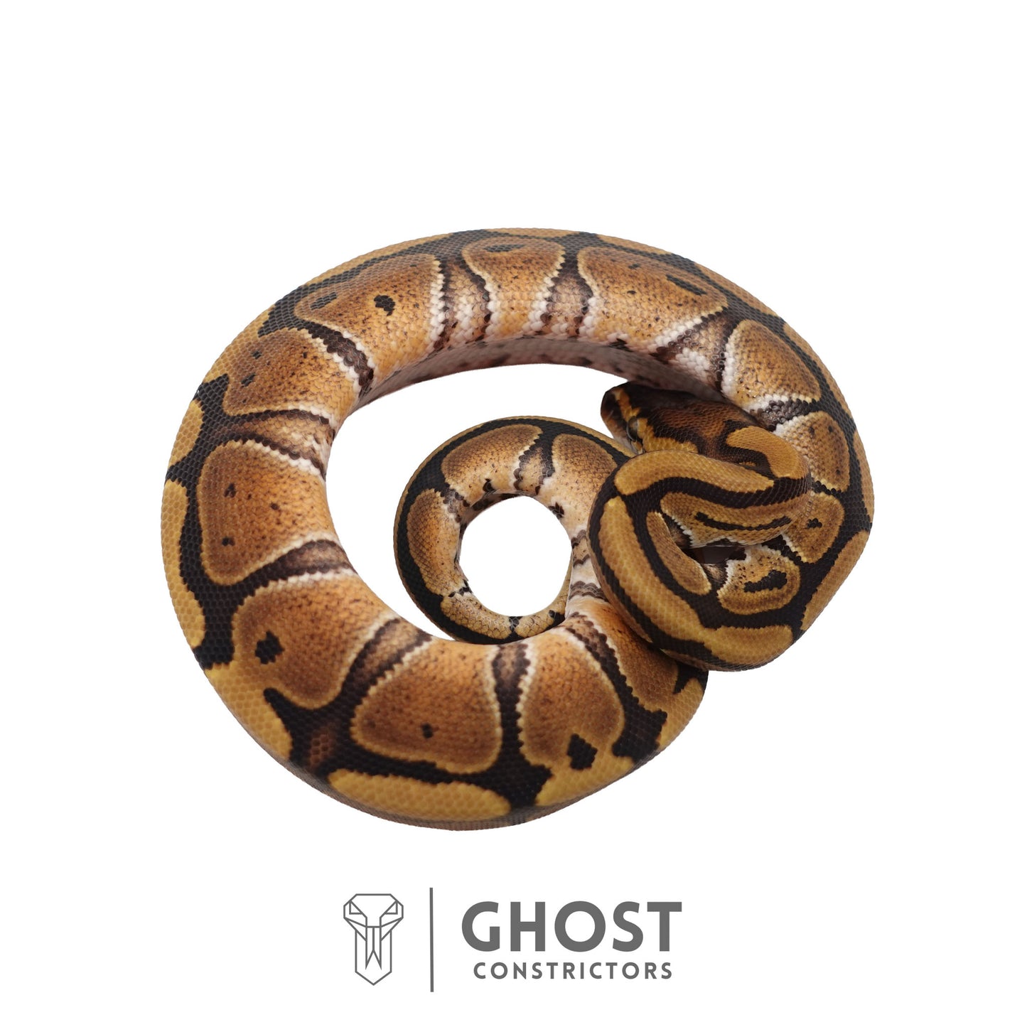 Het Clown, Red Stripe, 66% Het Genetic Stripe, 50% Het Desert Ghost Ball Python | Male