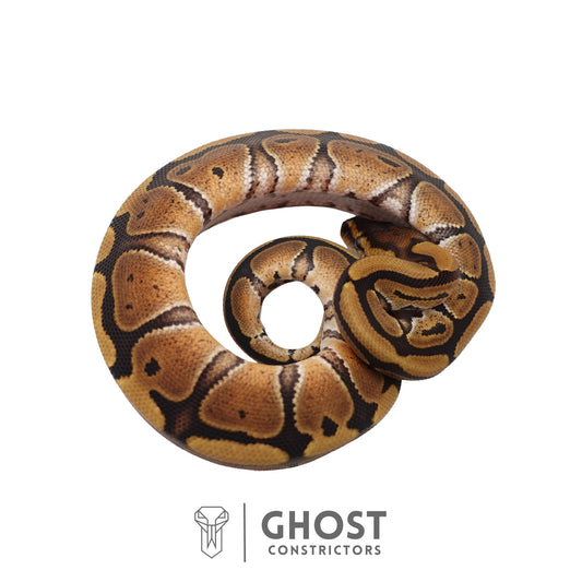Het Clown, Red Stripe, 66% Het Genetic Stripe, 50% Het Desert Ghost Ball Python | Male