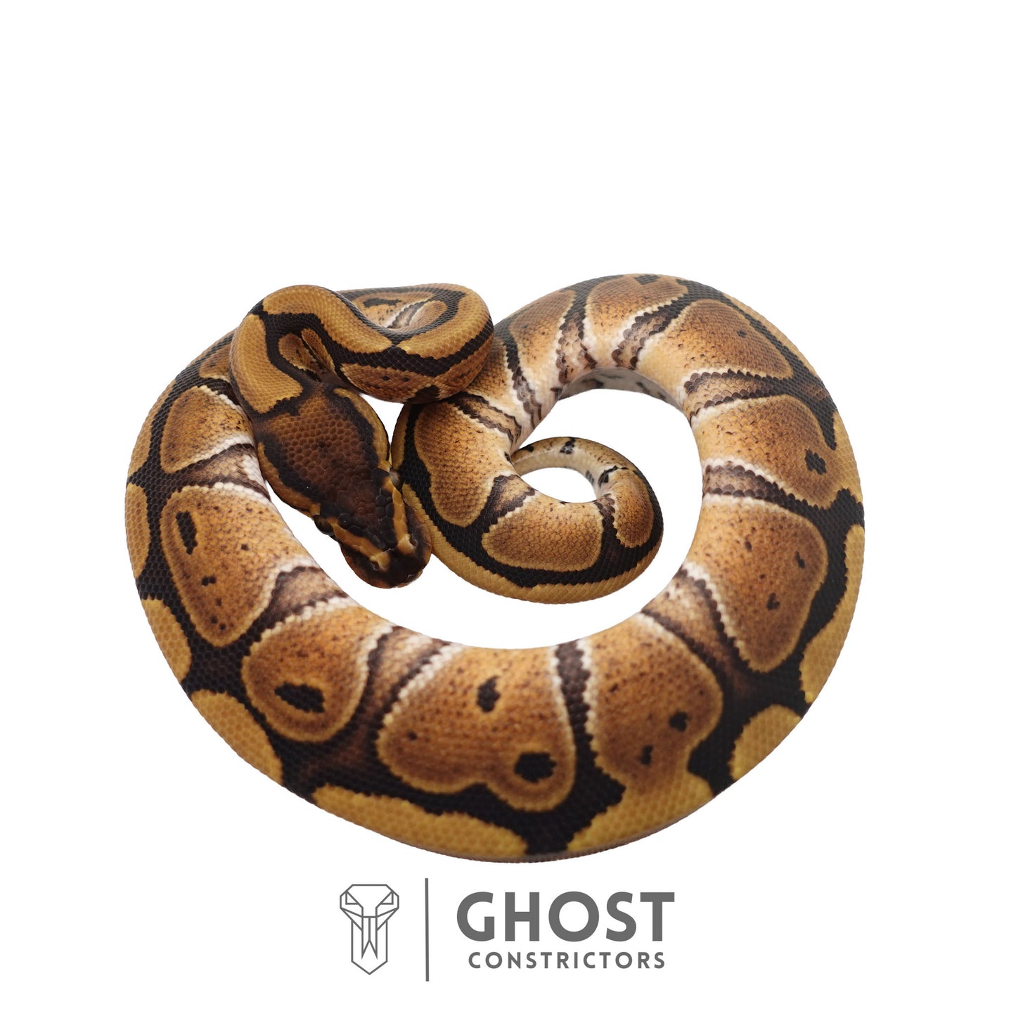 Het Clown, Red Stripe, 66% Het Genetic Stripe, 50% Het Desert Ghost Ball Python | Male