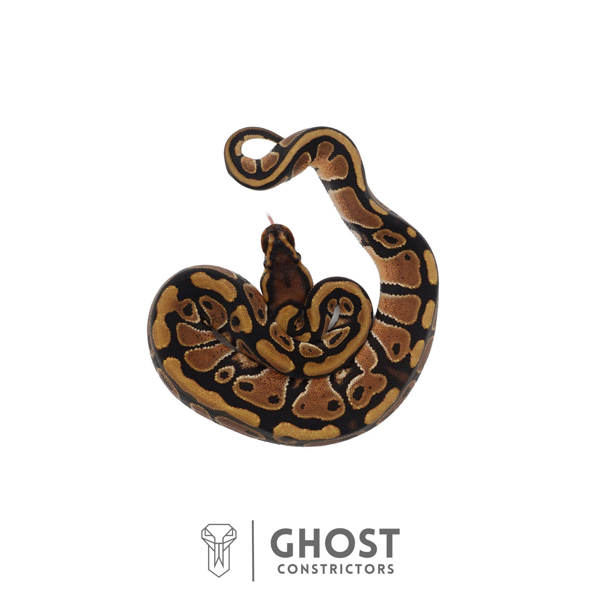 Het Clown, Red Stripe, 66% Het Genetic Stripe, 50% Het Desert Ghost Ball Python | Female
