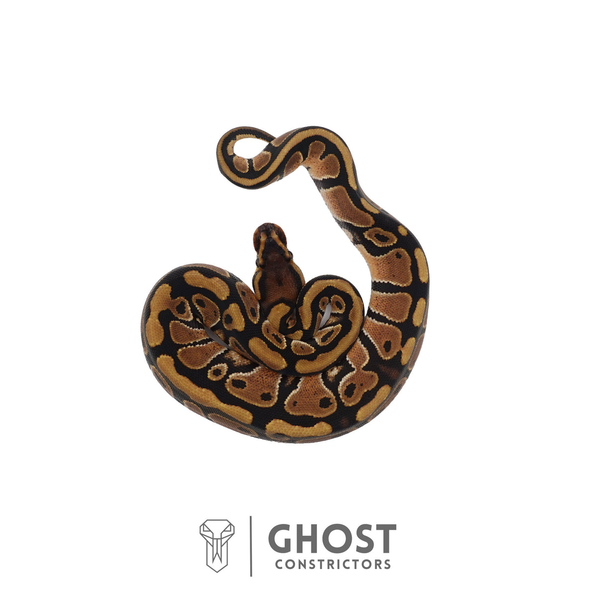 Het Clown, Red Stripe, 66% Het Genetic Stripe, 50% Het Desert Ghost Ball Python | Female