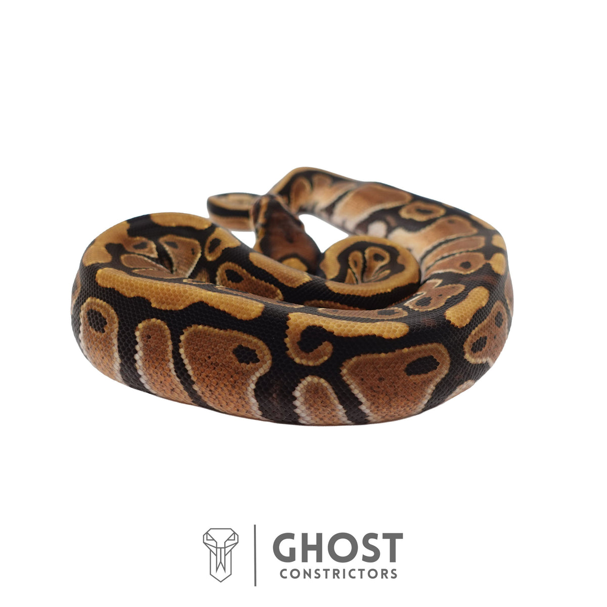 Het Clown, Red Stripe, 66% Het Genetic Stripe, 50% Het Desert Ghost Ball Python | Female