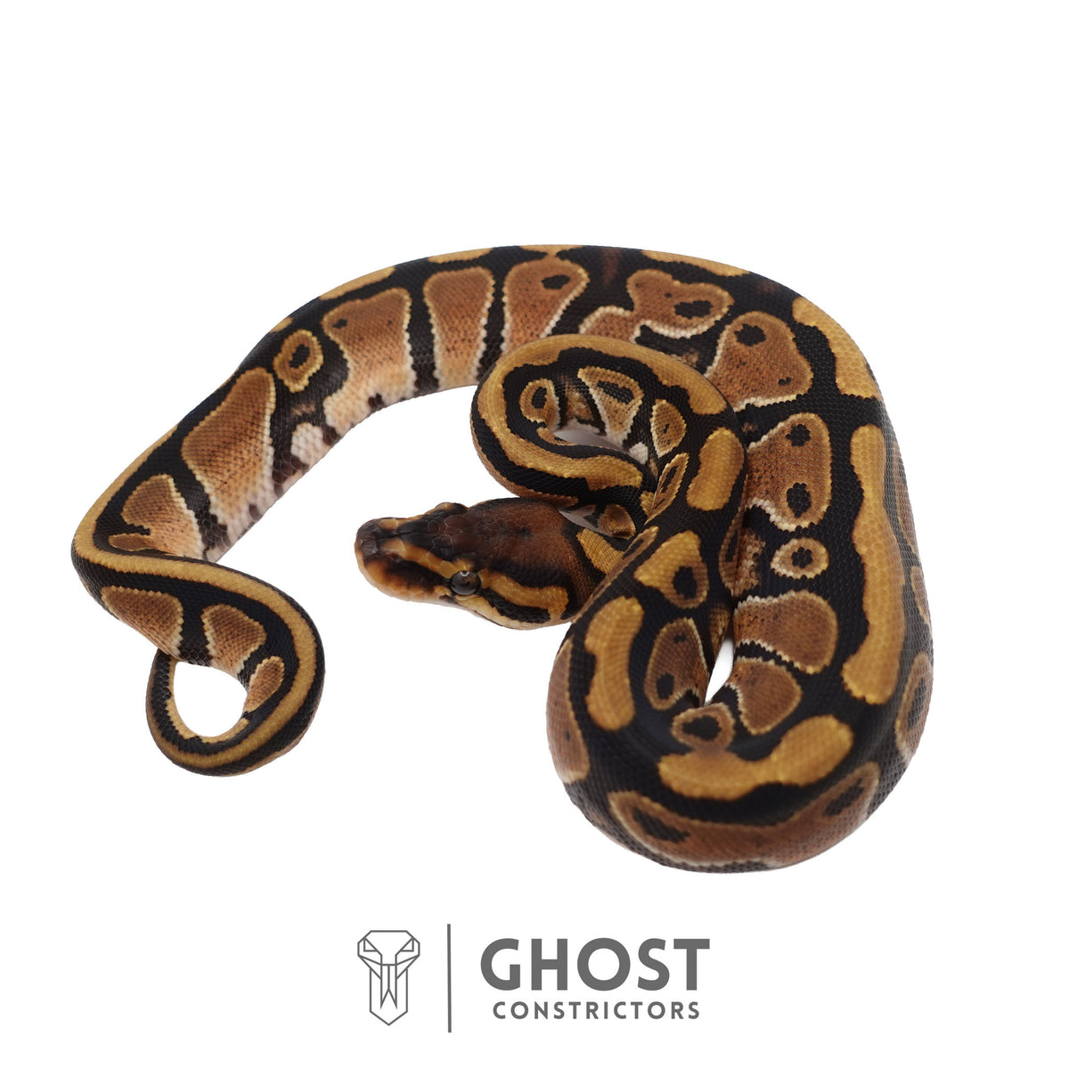 Het Clown, Red Stripe, 66% Het Genetic Stripe, 50% Het Desert Ghost Ball Python | Female