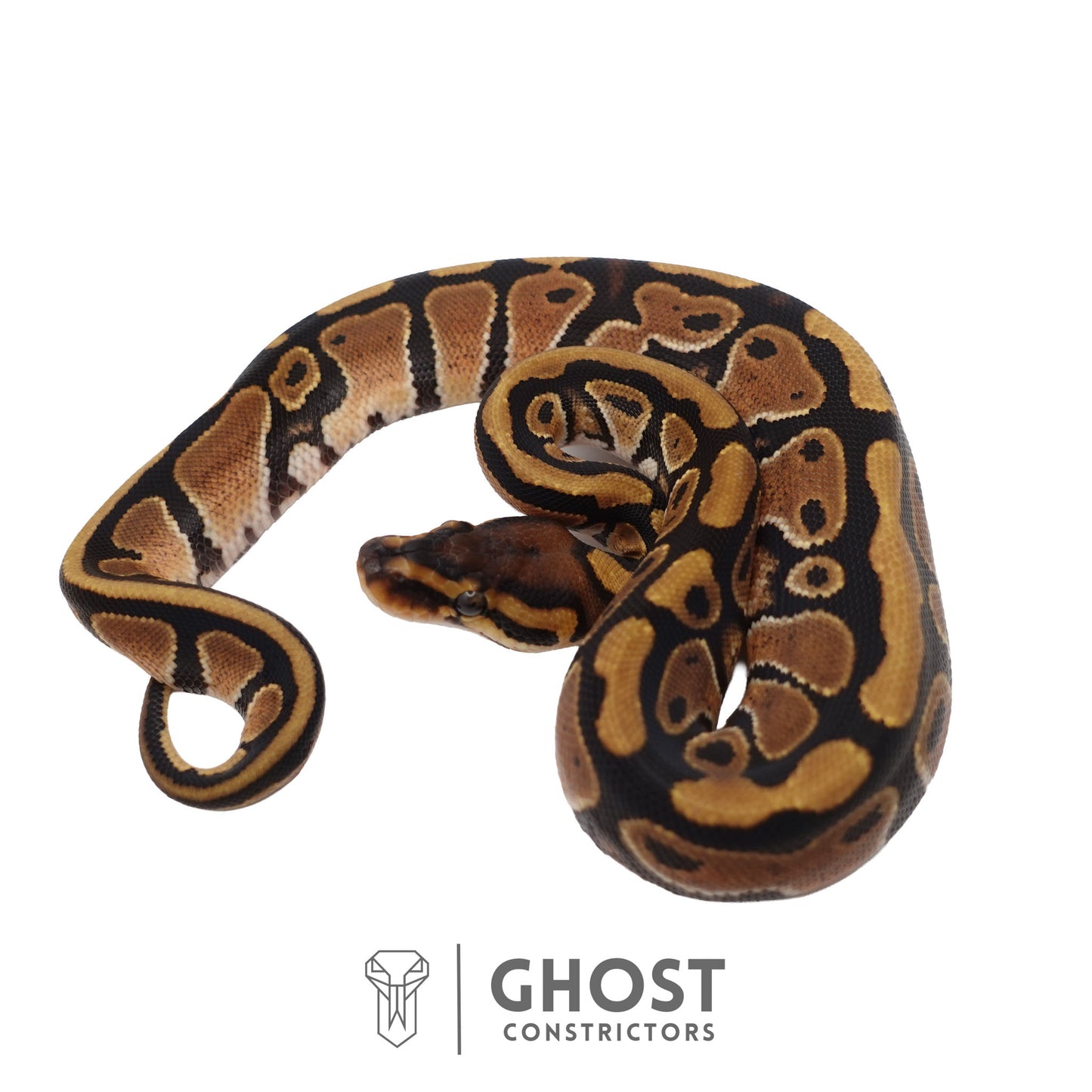 Het Clown, Red Stripe, 66% Het Genetic Stripe, 50% Het Desert Ghost Ball Python | Female