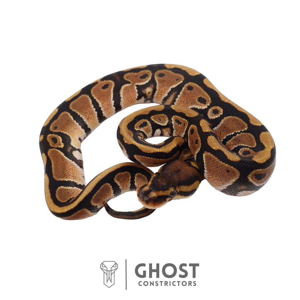 Jellybean | Ball Python