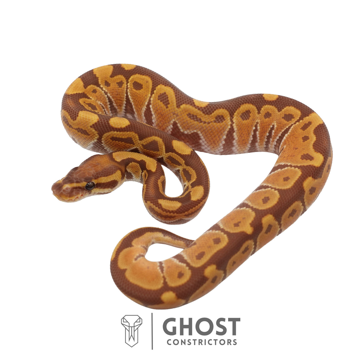 Ultramel, Black Head Ball Python | Male
