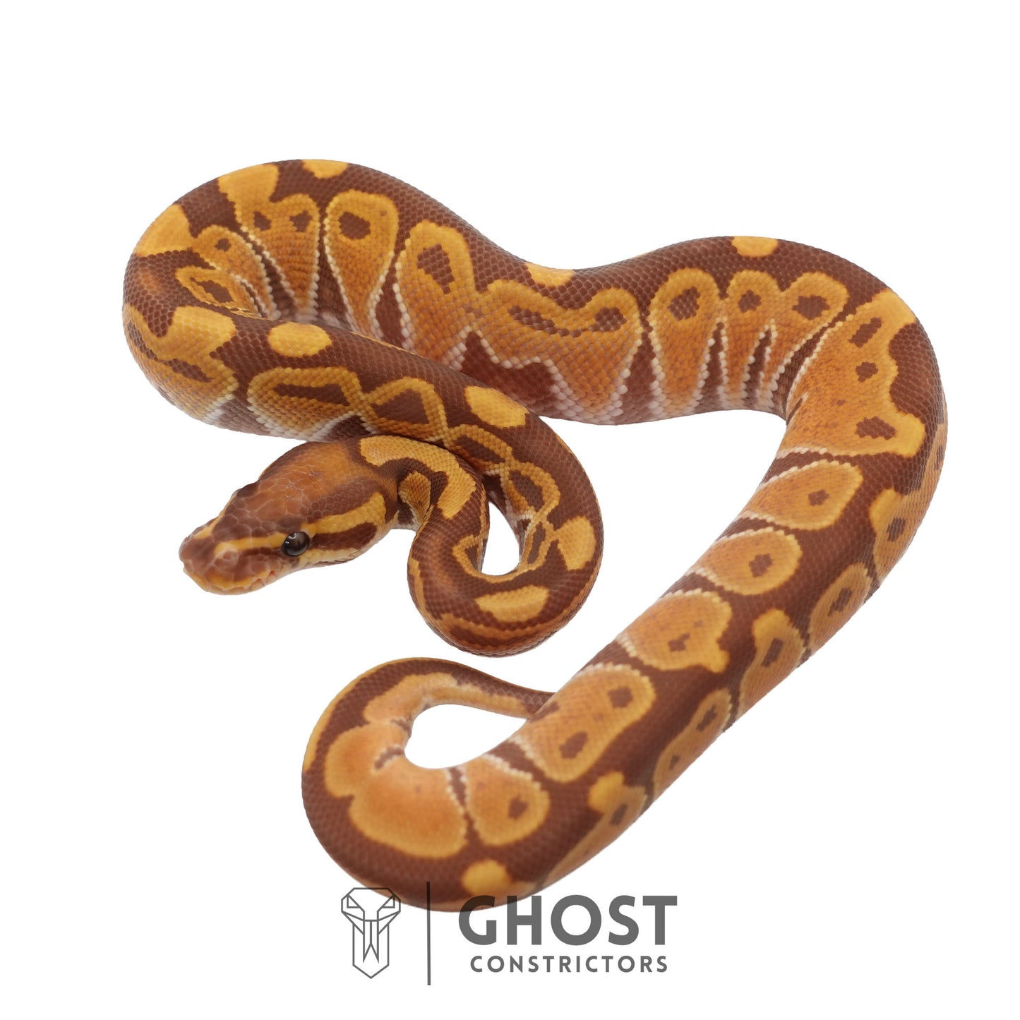 Ultramel, Black Head Ball Python | Male