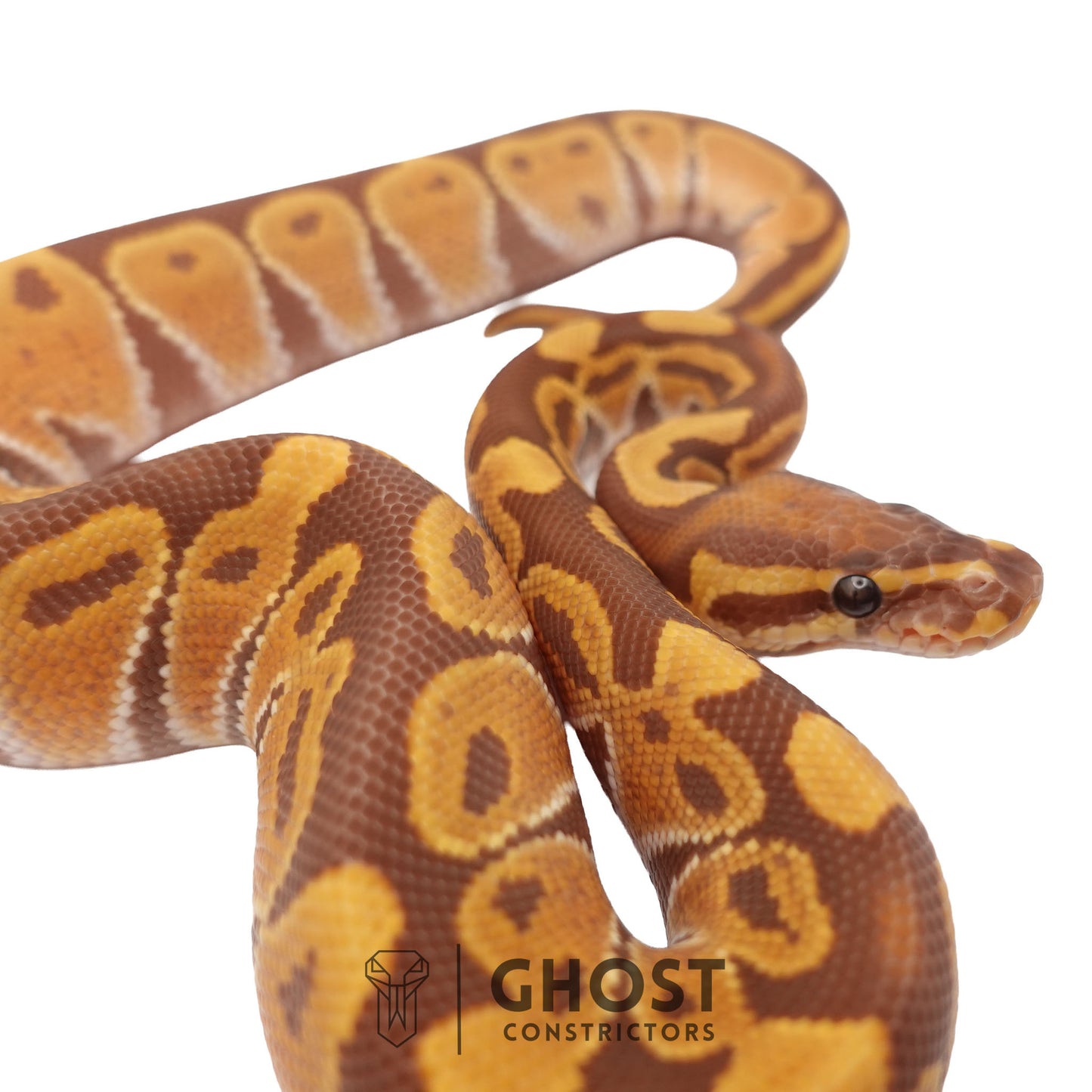 Ultramel, Black Head Ball Python | Male
