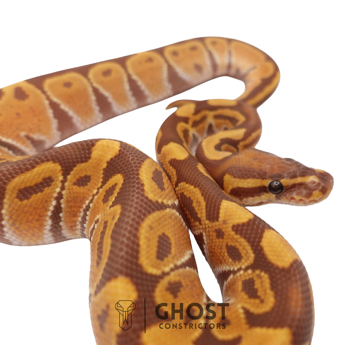 Ultramel, Black Head Ball Python | Male
