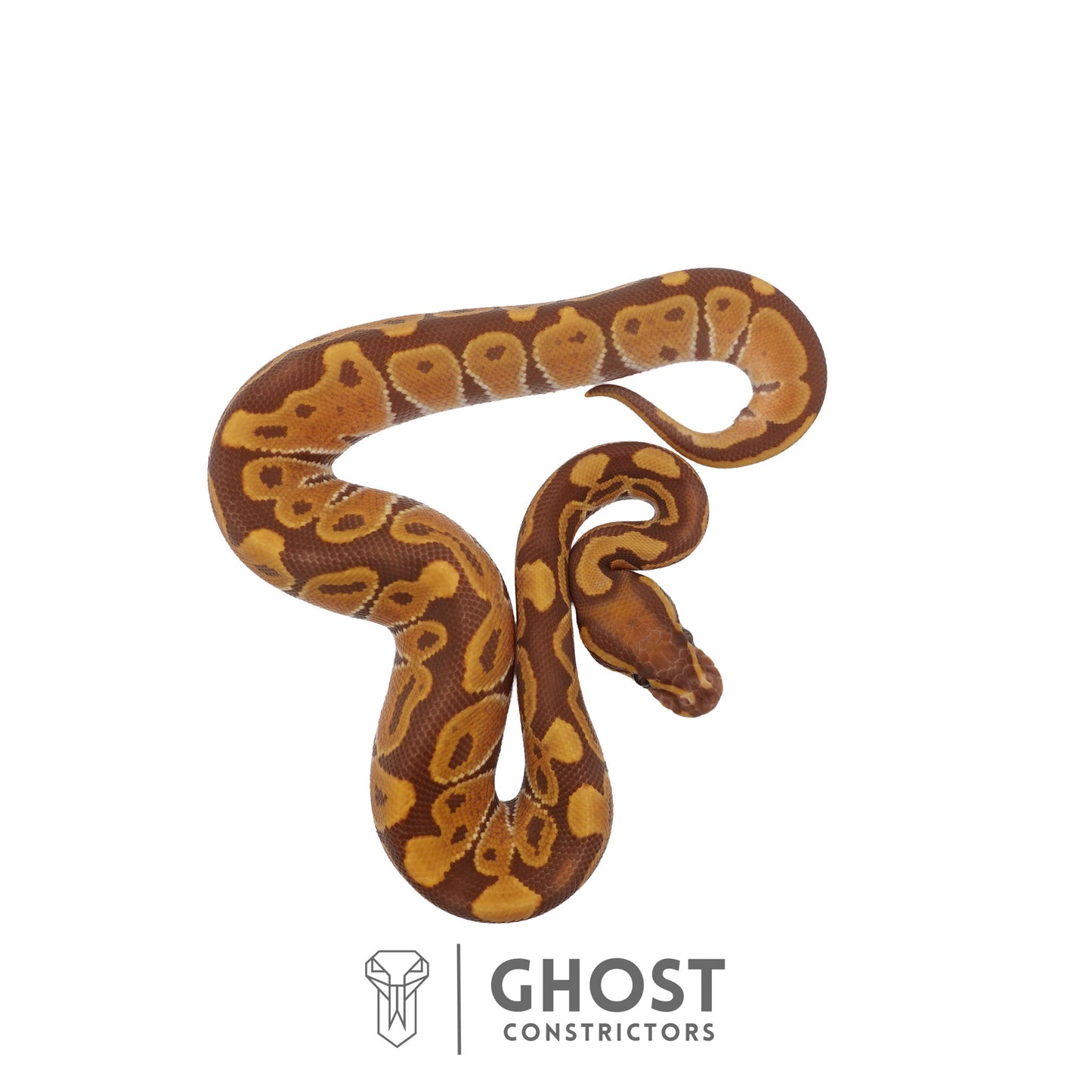 Ultramel, Black Head Ball Python | Male
