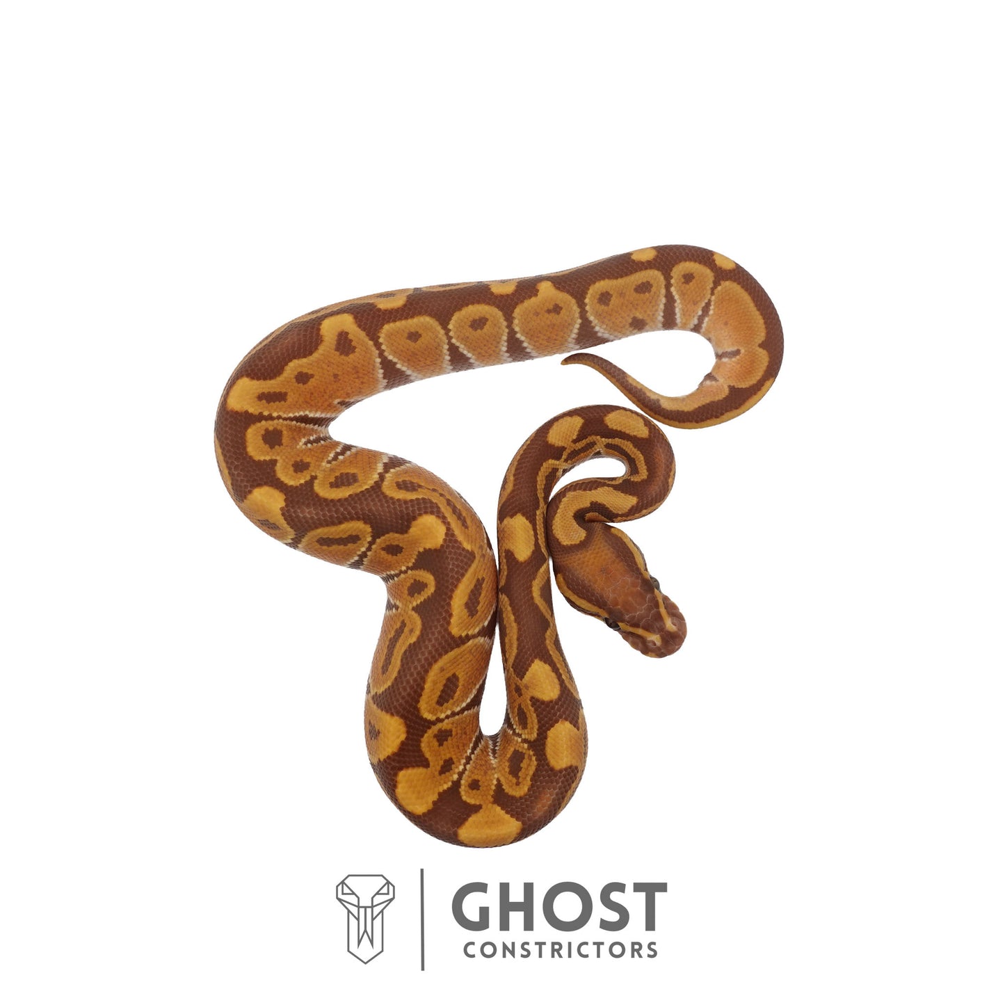 Ultramel, Black Head Ball Python | Male