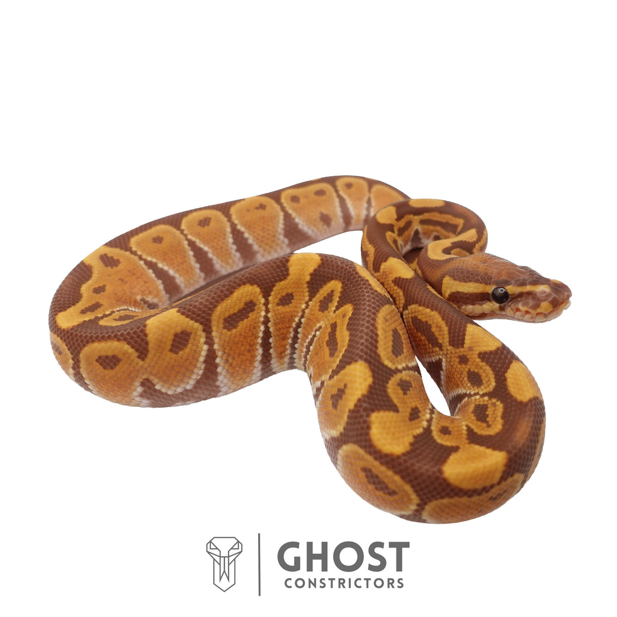 Ultramel, Black Head Ball Python | Male