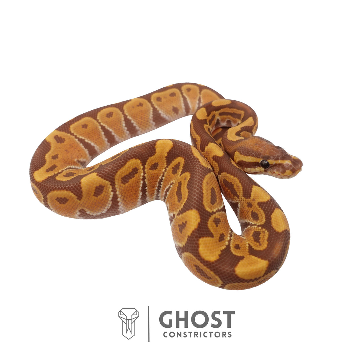 Ultramel, Black Head Ball Python | Male