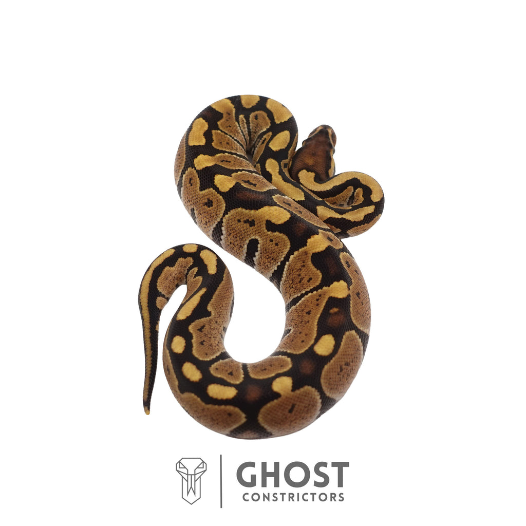 Goose, female ball python identified as Het Ultramel, Ghost Constrictors