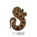Goose, female ball python identified as Het Ultramel, Ghost Constrictors
