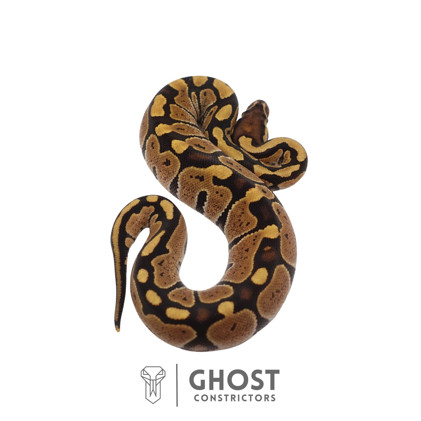 Het Ultramel Ball Python | Female