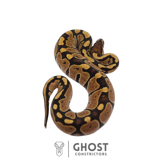 Het Ultramel Ball Python | Female