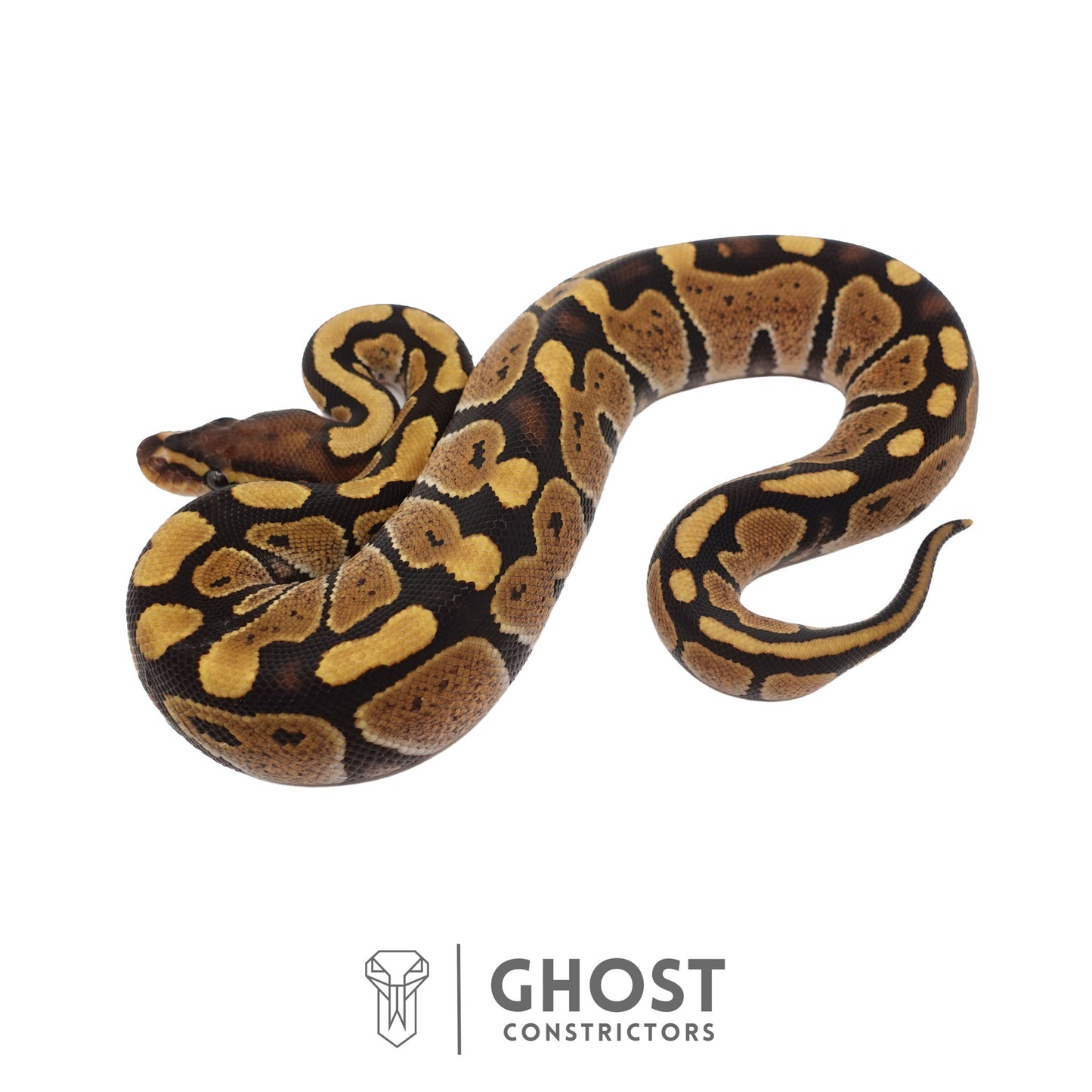 Het Ultramel Ball Python | Female