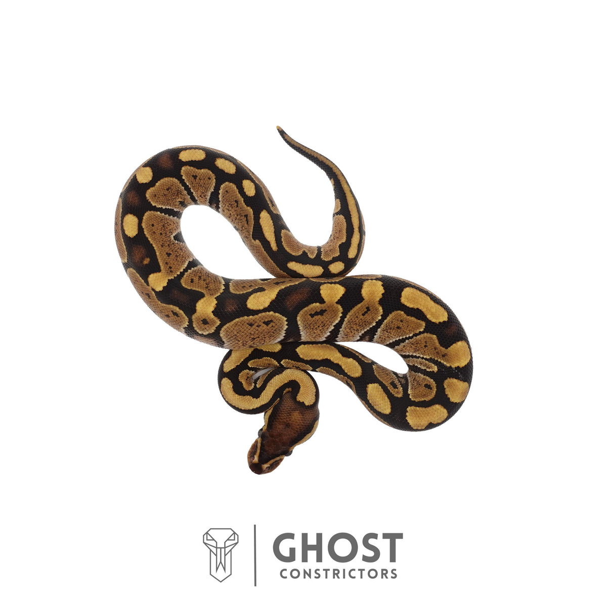 Het Ultramel Ball Python | Female