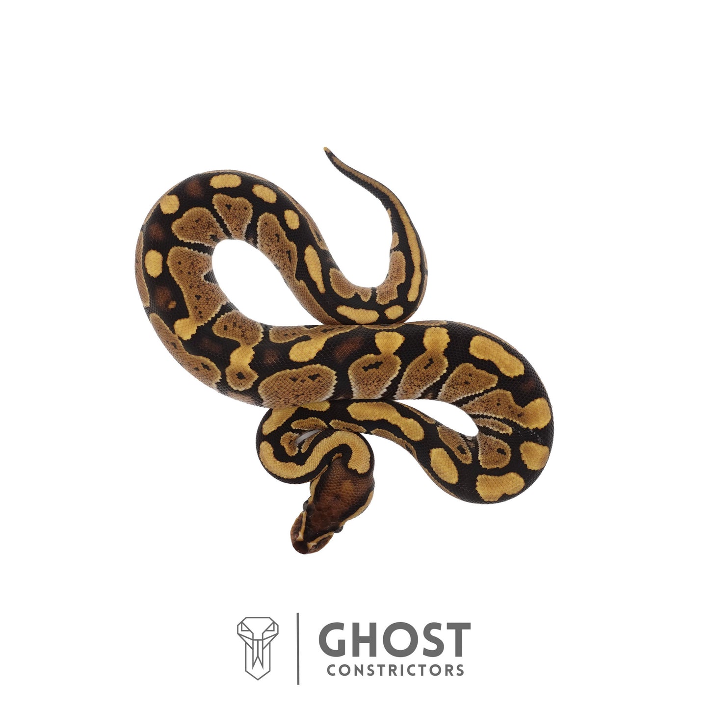 Het Ultramel Ball Python | Female