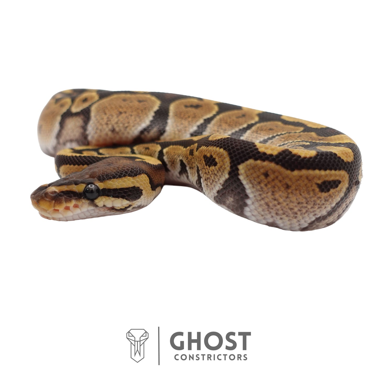 Het Ultramel Ball Python | Female