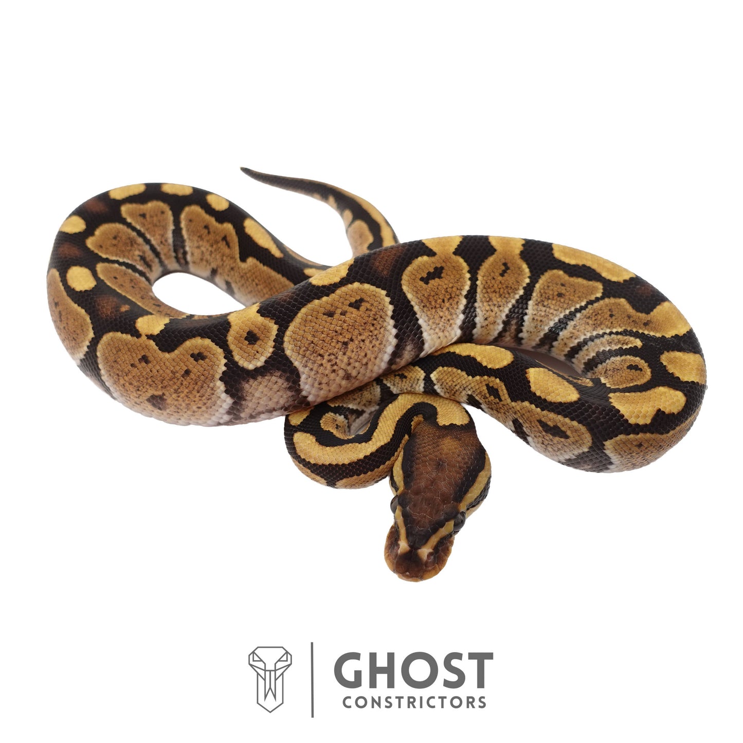 Het Ultramel Ball Python | Female