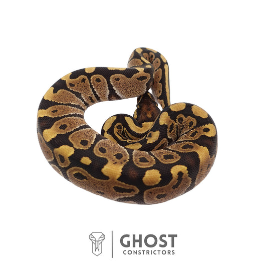 Het Ultramel Ball Python | Female