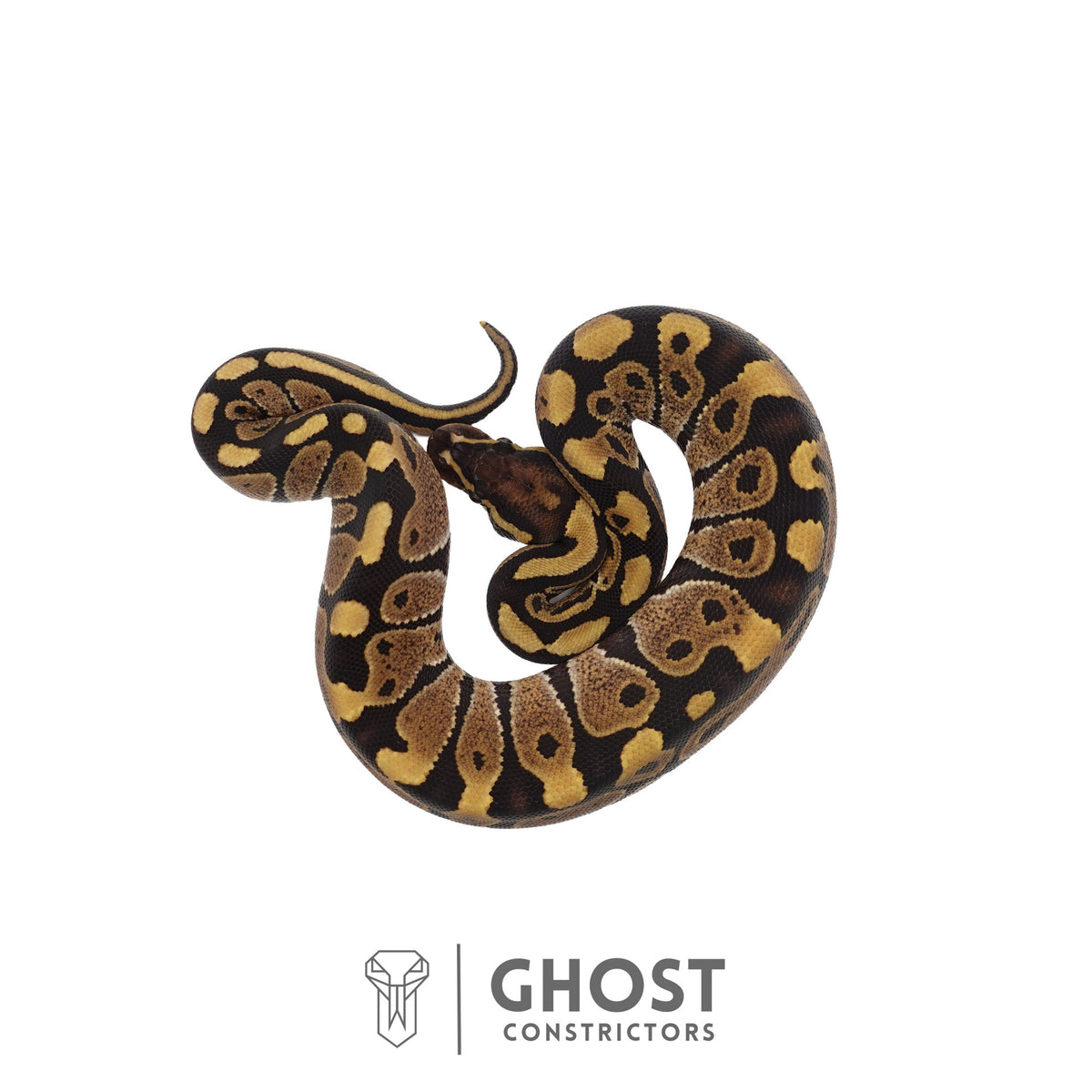 Het Ultramel Ball Python | Female