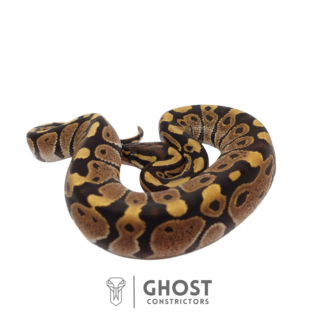 Zadie | Ball Python
