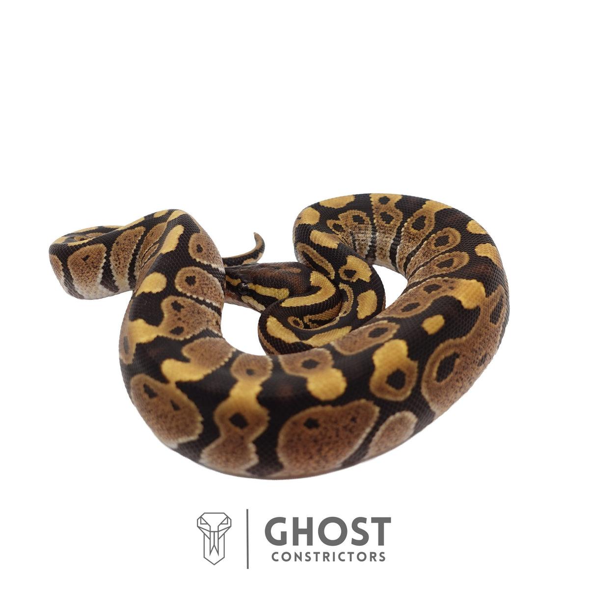 Het Ultramel Ball Python | Female