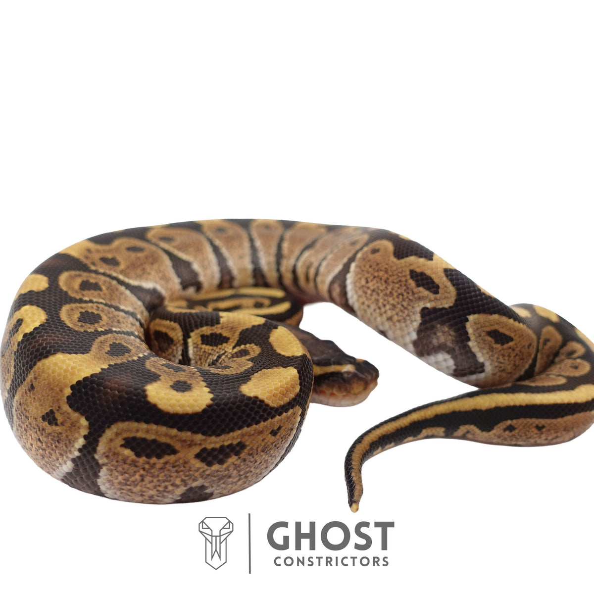 Het Ultramel Ball Python | Female