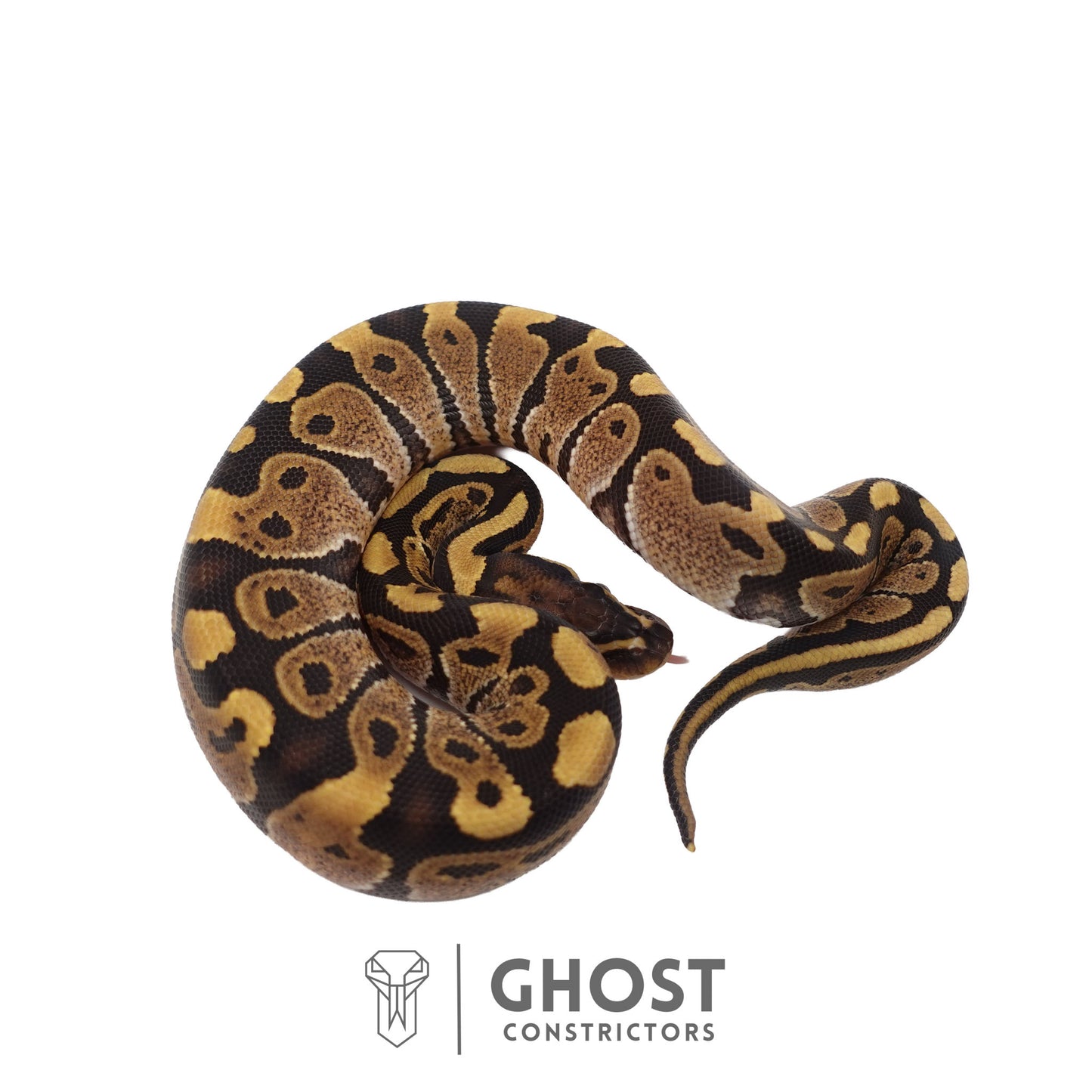 Het Ultramel Ball Python | Female