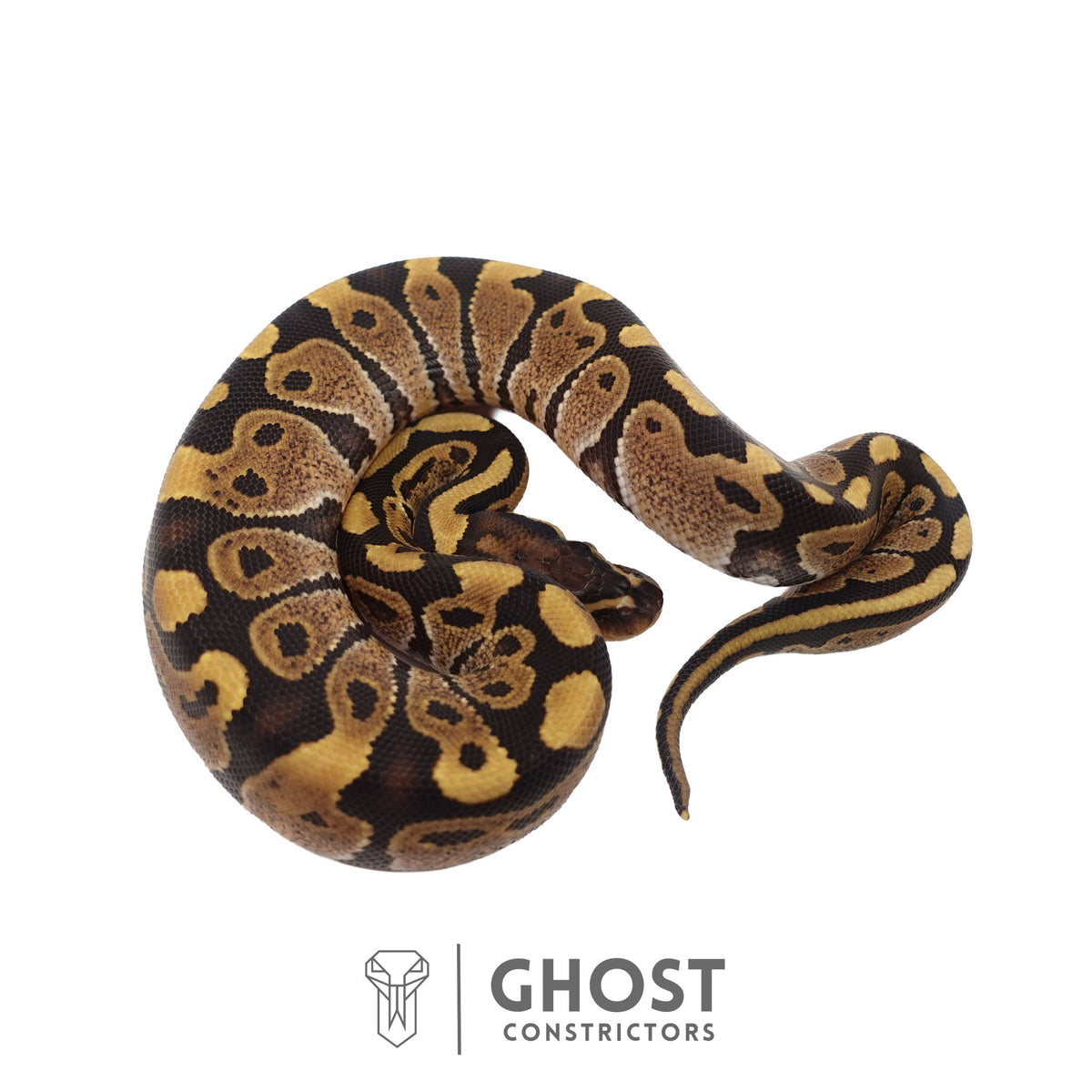 Het Ultramel Ball Python | Female