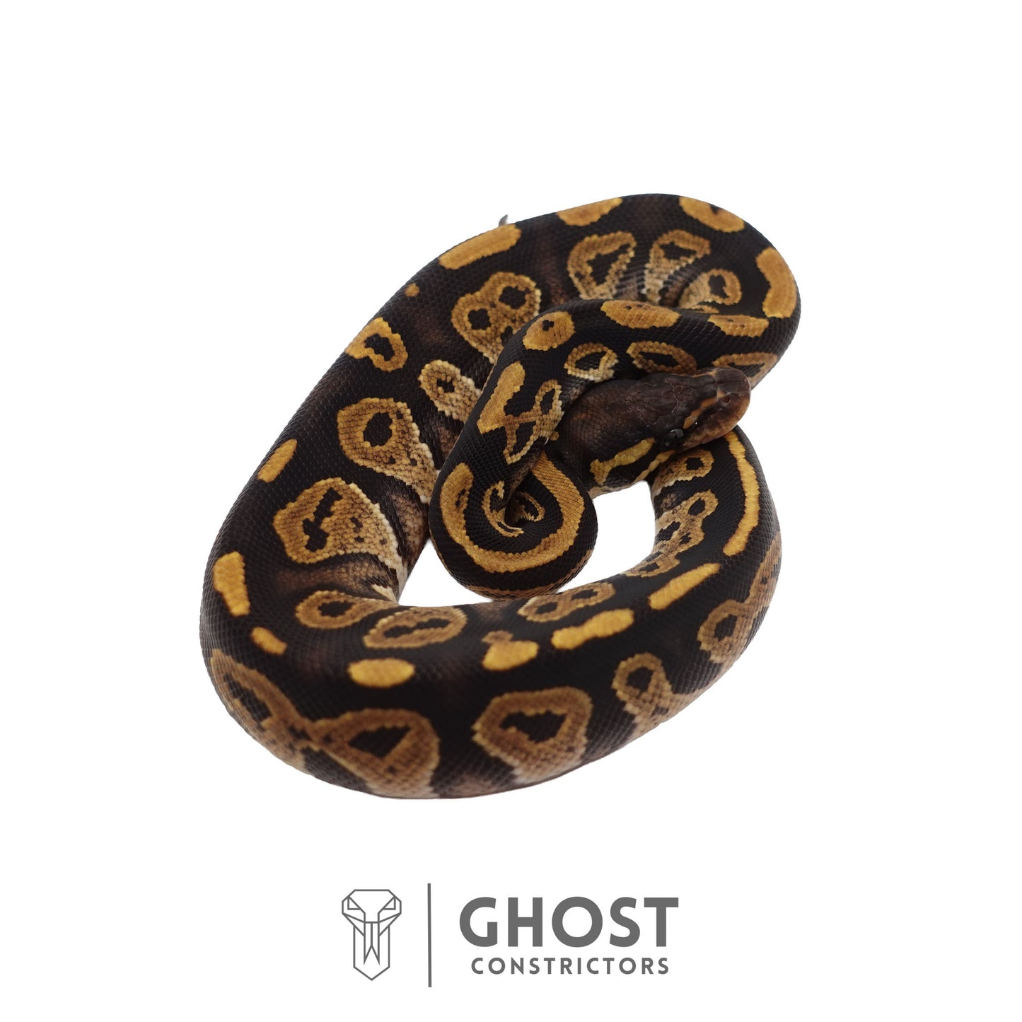 Het Ultramel, Black Head Ball Python | Female