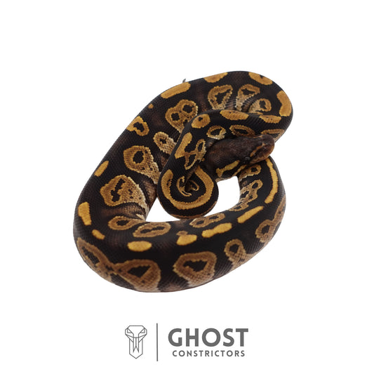 Het Ultramel, Black Head Ball Python | Female
