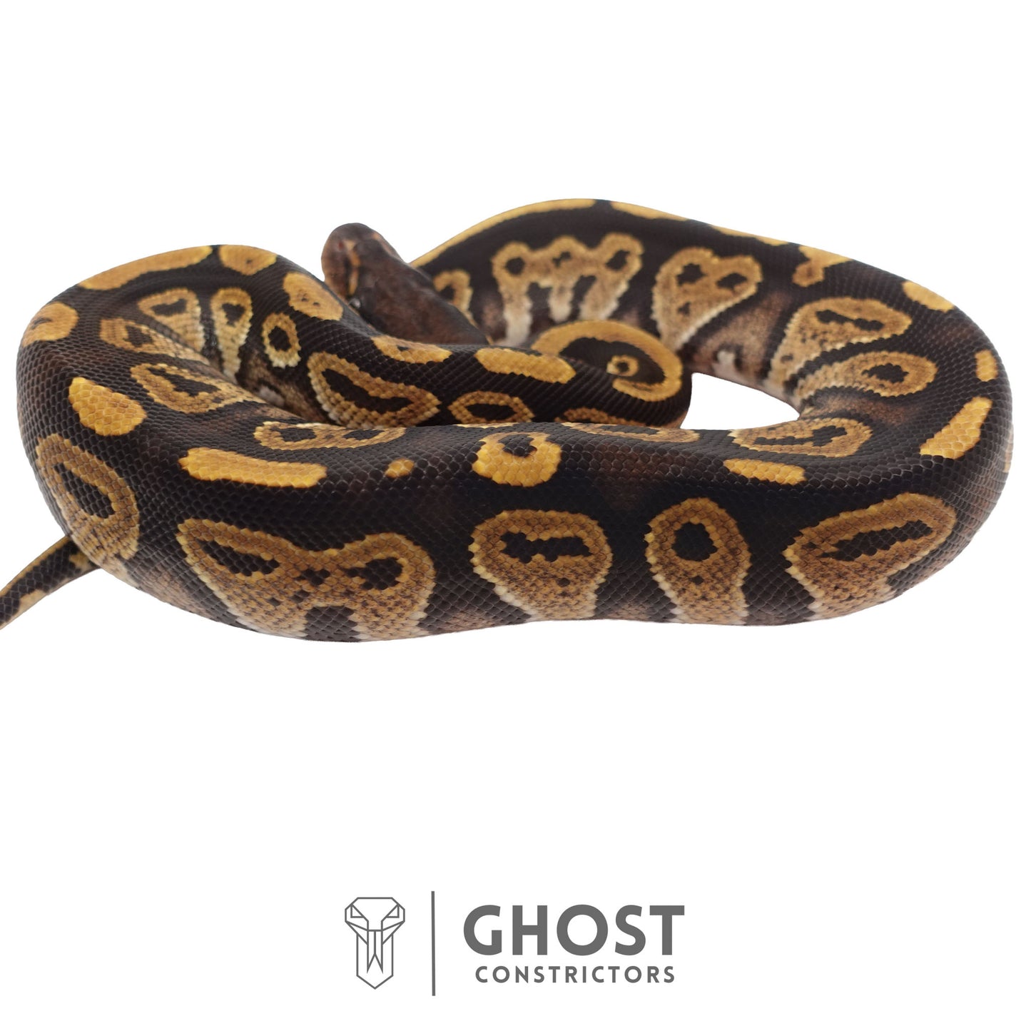 Het Ultramel, Black Head Ball Python | Female