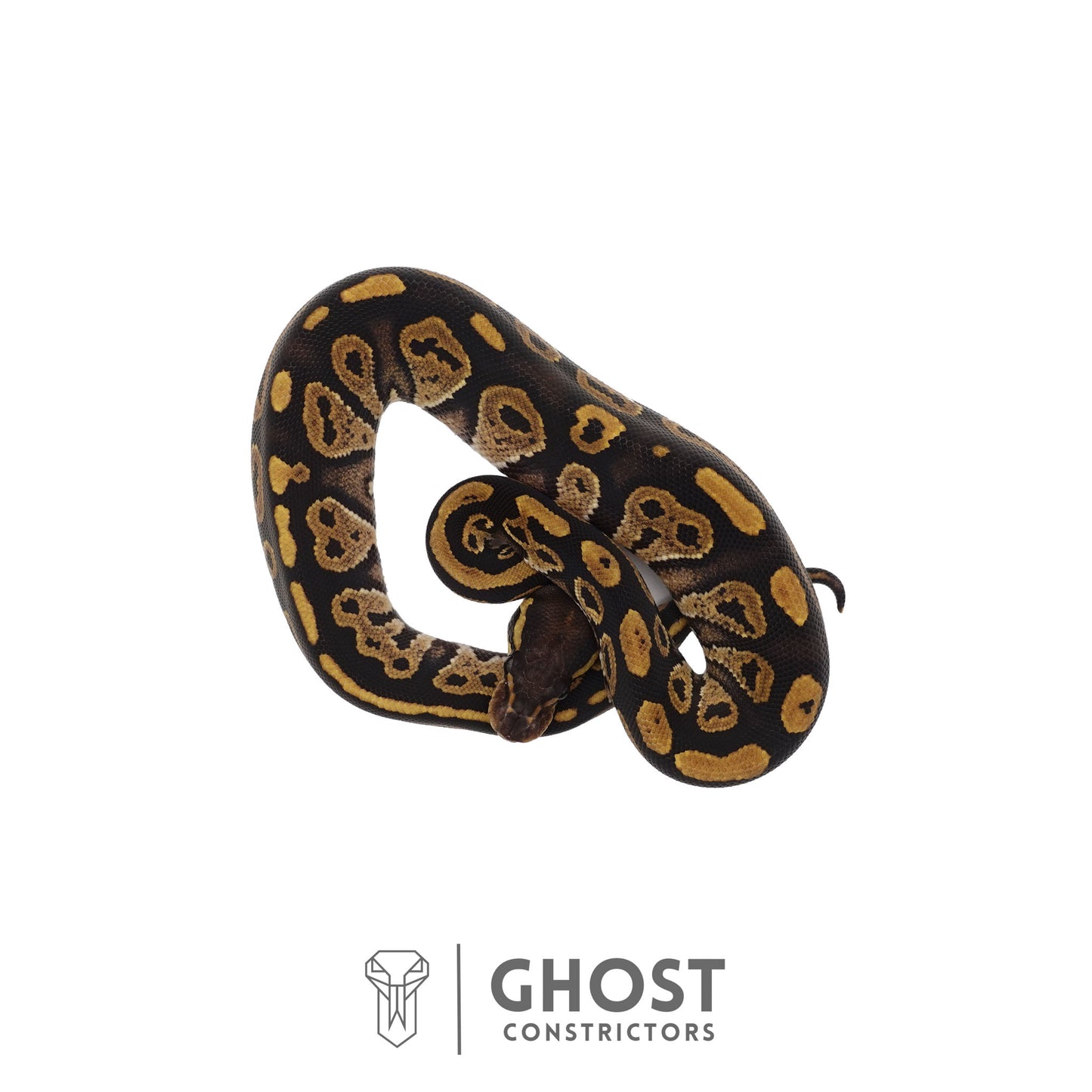 Het Ultramel, Black Head Ball Python | Female