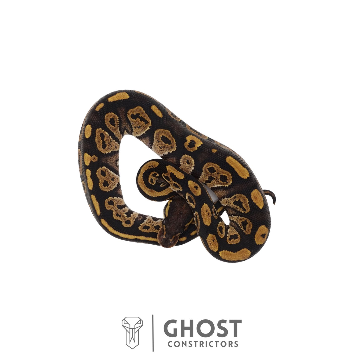Het Ultramel, Black Head Ball Python | Female